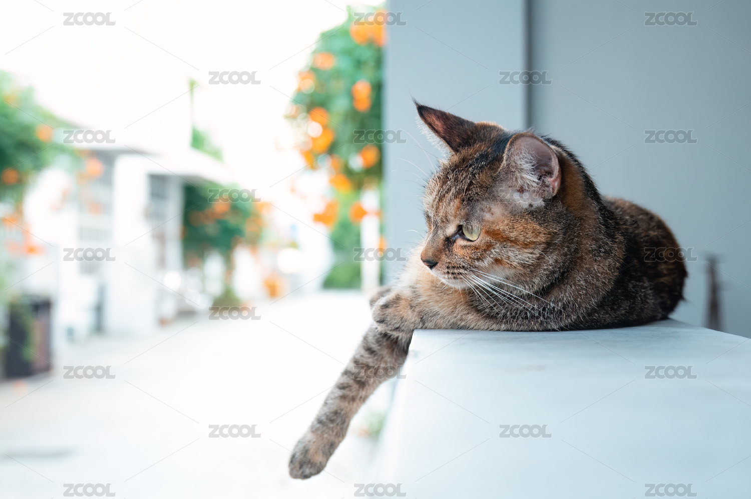午后一只慵懒的狸花猫