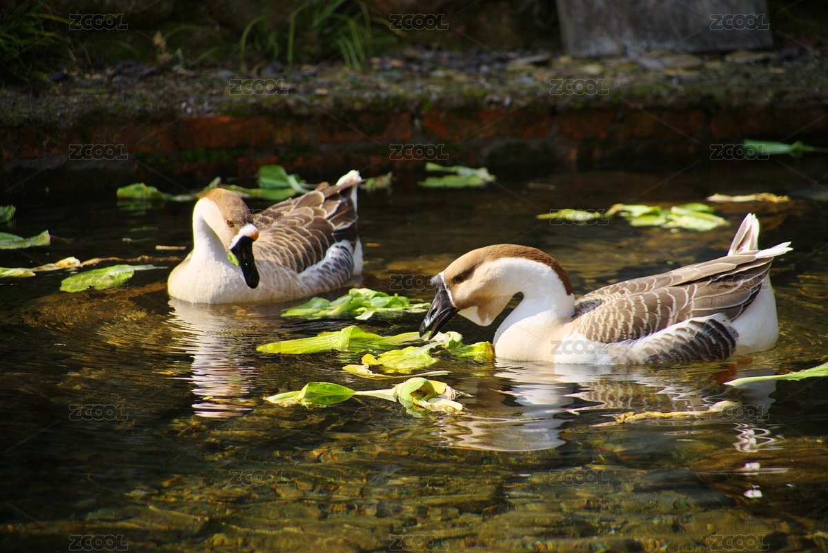 农村水中游弋的散养大鹅（主预览-6537600） - 未分类 - 站酷设计师羽魂龙原创素材 - 站酷ZCOOL