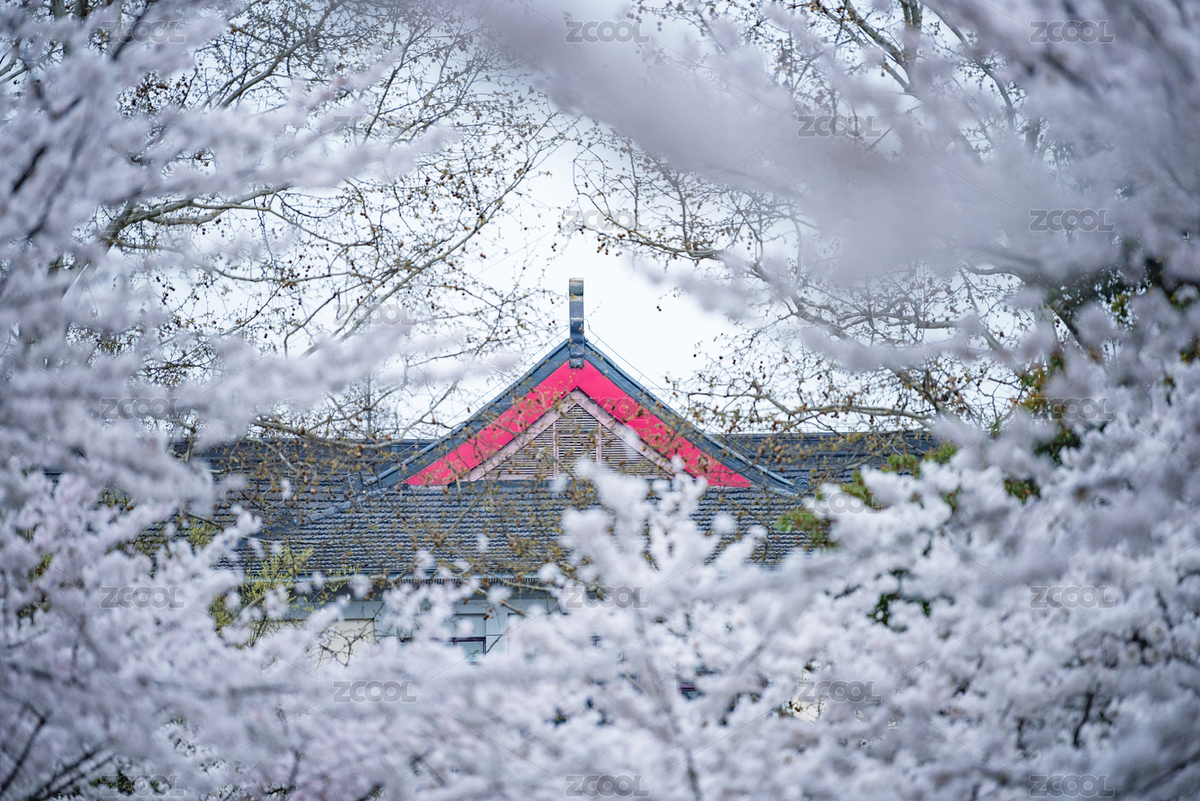 南京林業(yè)大學(xué)櫻花季（主預(yù)覽-2702112） - 未分類 - 站酷設(shè)計(jì)師秋影1962原創(chuàng)素材 - 站酷ZCOOL