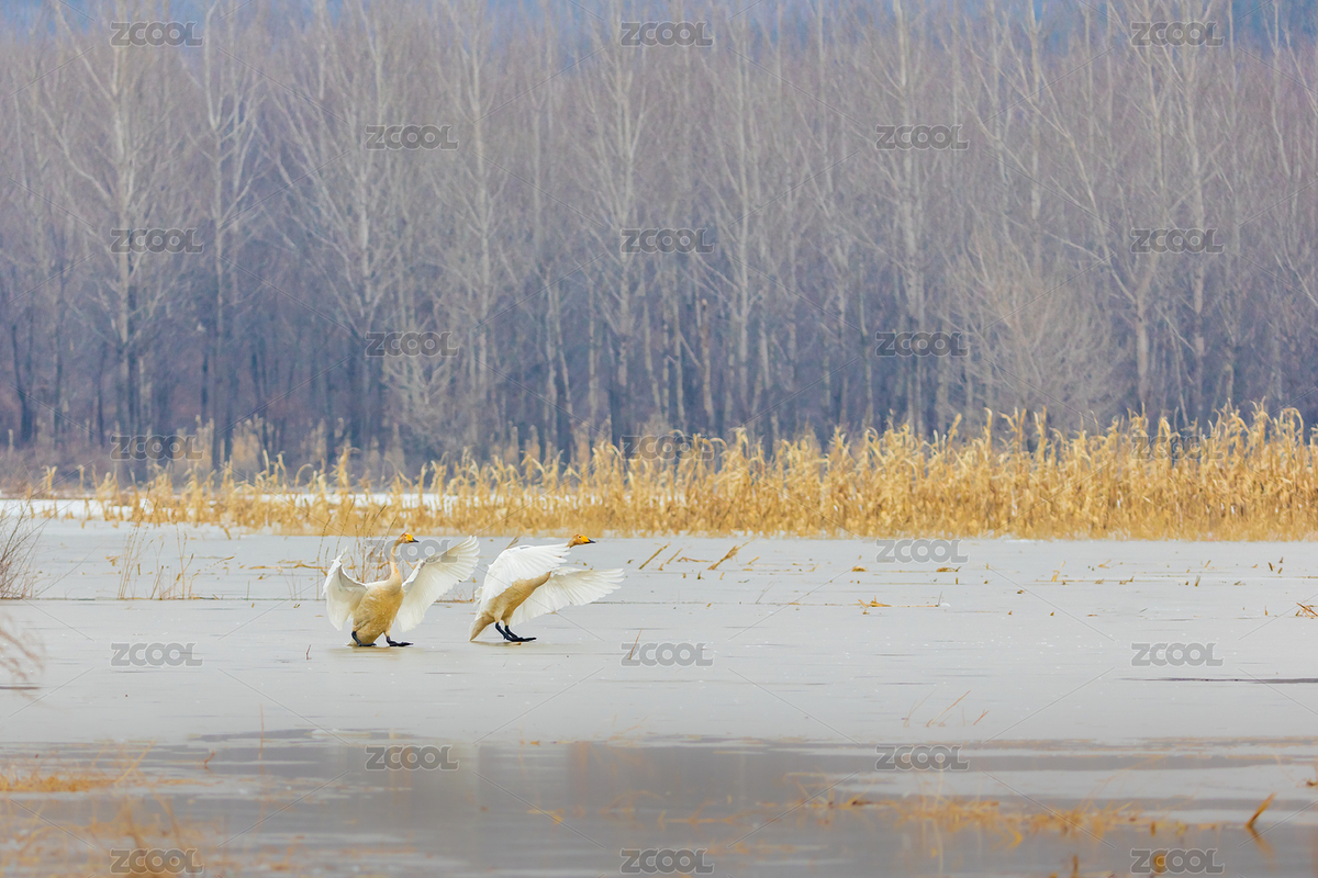 中国辽宁朝阳白石水库冰雪野生动物天鹅（主预览-8924364） - 未分类 - 站酷设计师Huaimin原创素材 - 站酷ZCOOL