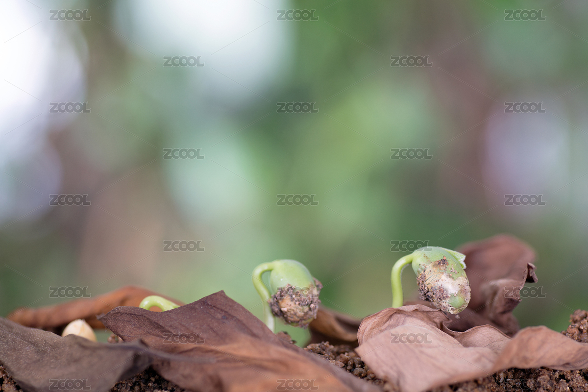 枯葉覆蓋下一粒黃豆生長過程（主預(yù)覽-737609） - 未分類 - 站酷設(shè)計師小羽怪原創(chuàng)素材 - 站酷ZCOOL
