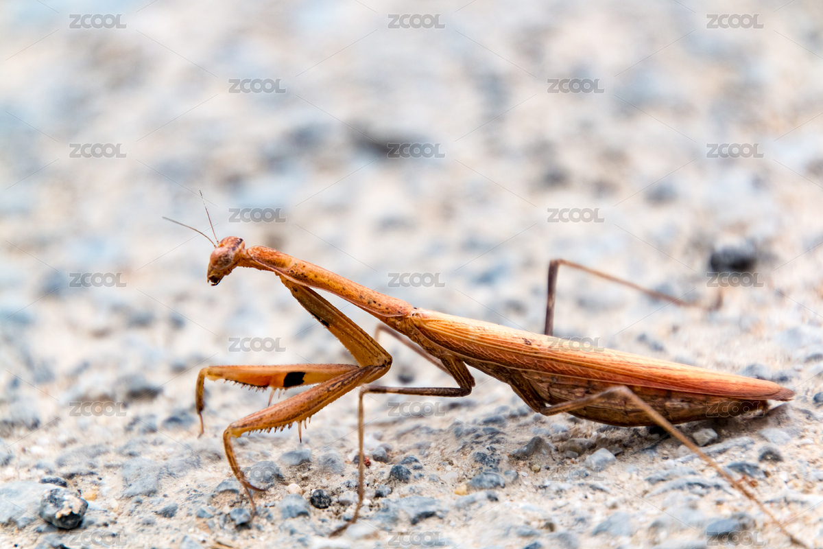 螳螂（主預覽-3695774） - 未分類 - 站酷設計師贊贊尼原創(chuàng)素材 - 站酷ZCOOL
