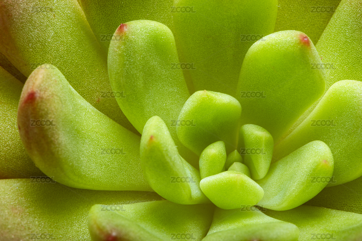 紅寶石綠色多肉植物俯視角度微距背景圖（主預(yù)覽-7099778） - 未分類(lèi) - 站酷設(shè)計(jì)師SteveWoolf原創(chuàng)素材 - 站酷ZCOOL