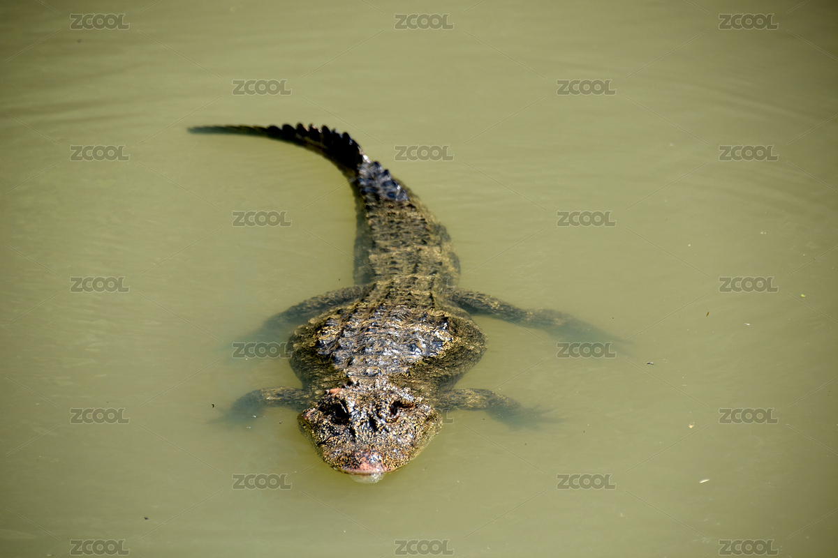 水中凶狠的鳄鱼（主预览-5024740） - 未分类 - 站酷设计师花千树摄影原创素材 - 站酷ZCOOL