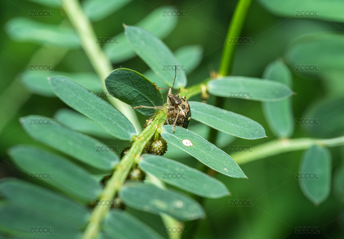 葉上昆蟲蝽特寫鏡頭（主預(yù)覽-5726514） - 未分類 - 站酷設(shè)計(jì)師Fez4mwH73A原創(chuàng)素材 - 站酷ZCOOL