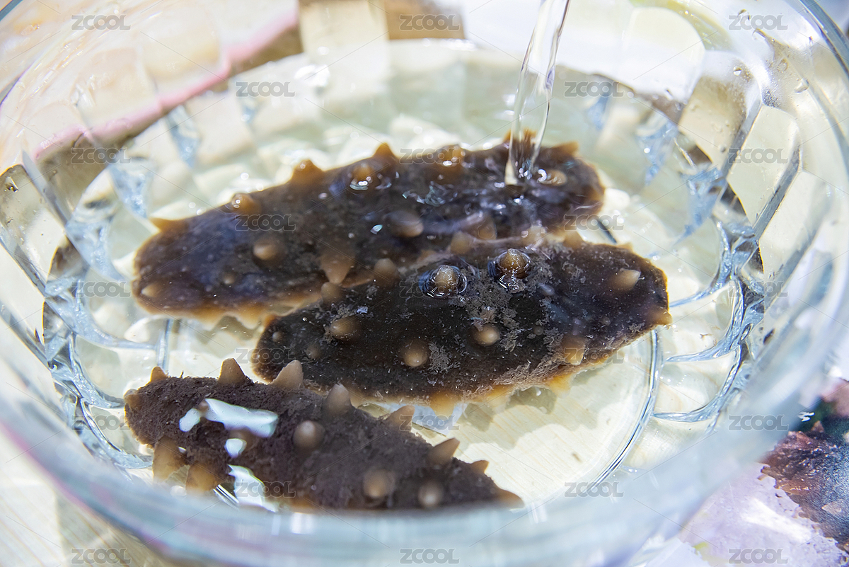 超級大海參/泡水的海參（主預覽-3951641） - 未分類 - 站酷設計師風暴麗麗原創(chuàng)素材 - 站酷ZCOOL