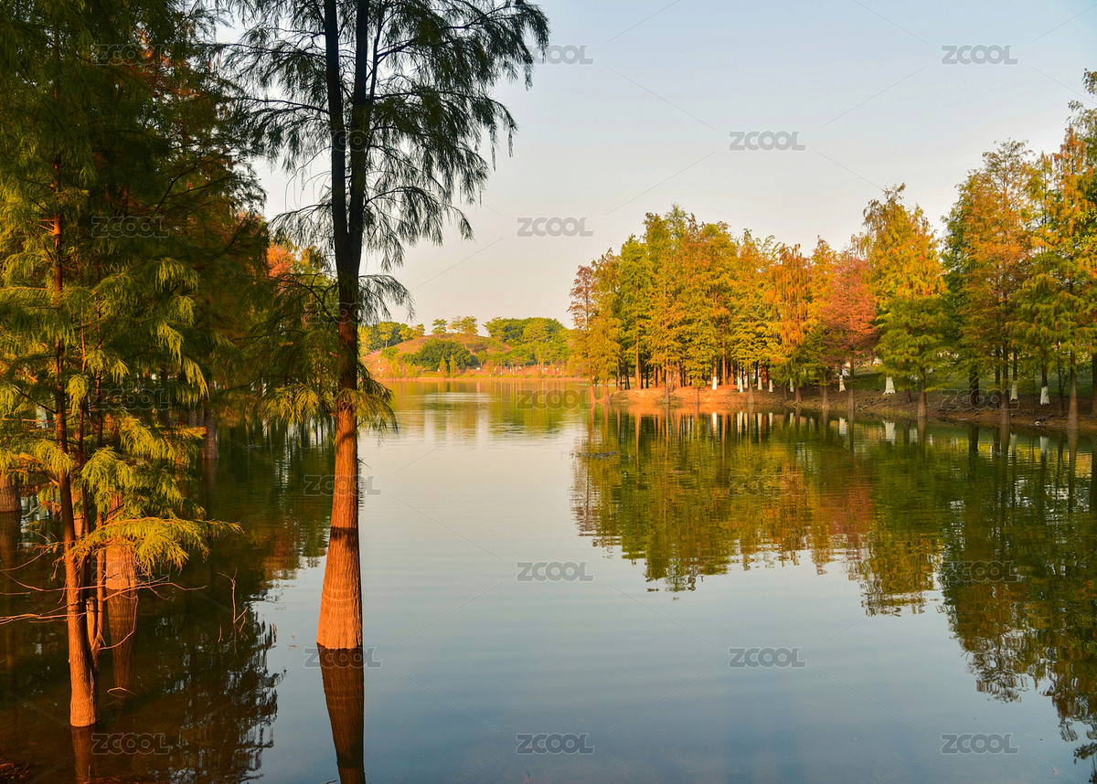 松山湖落羽杉林景觀（主預(yù)覽-6236839） - 未分類 - 站酷設(shè)計(jì)師李白的酒壺zhz原創(chuàng)素材 - 站酷ZCOOL