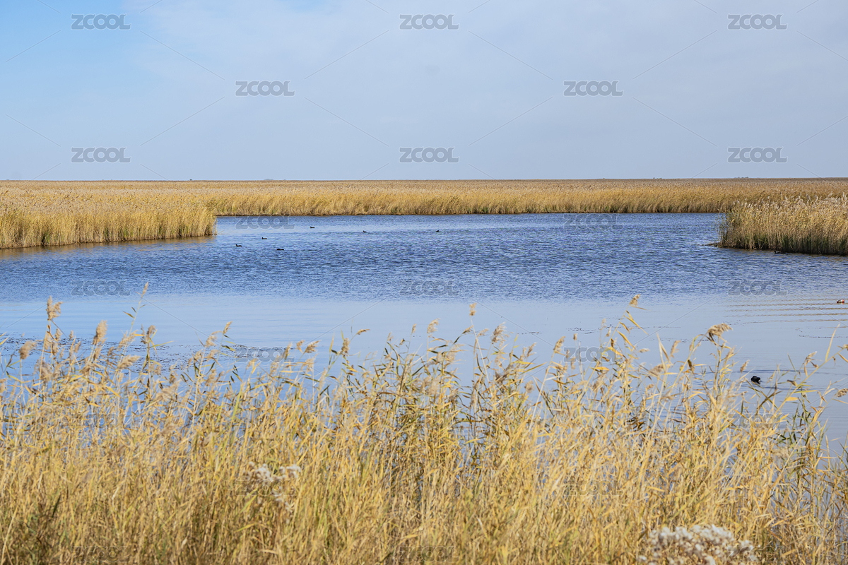 中國(guó)黑龍江齊齊哈爾扎龍濕地蘆葦蕩秋景（主預(yù)覽-12614293） - 未分類 - 站酷設(shè)計(jì)師藍(lán)小空原創(chuàng)素材 - 站酷ZCOOL