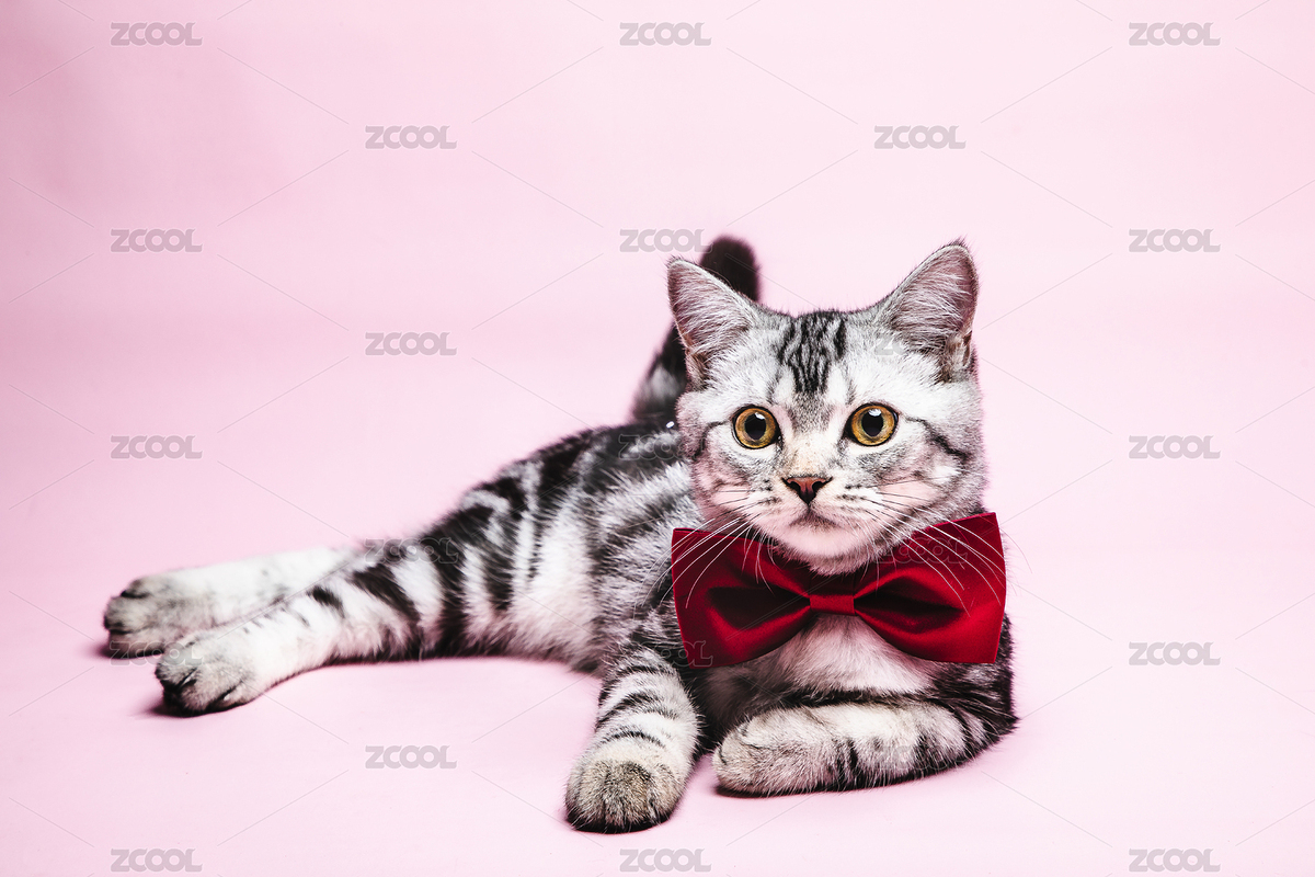 粉色背景特寫(xiě)一只趴著的帶著紅色領(lǐng)結(jié)的虎斑貓（主預(yù)覽-8910878） - 未分類 - 站酷設(shè)計(jì)師KilitoChan原創(chuàng)素材 - 站酷ZCOOL