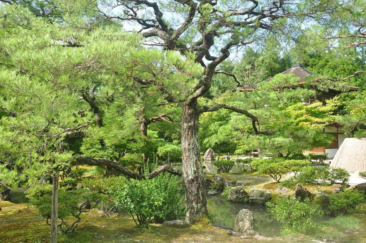 日本京都銀閣寺（主預(yù)覽-3209941） - 未分類 - 站酷設(shè)計(jì)師yannick楊原創(chuàng)素材 - 站酷ZCOOL