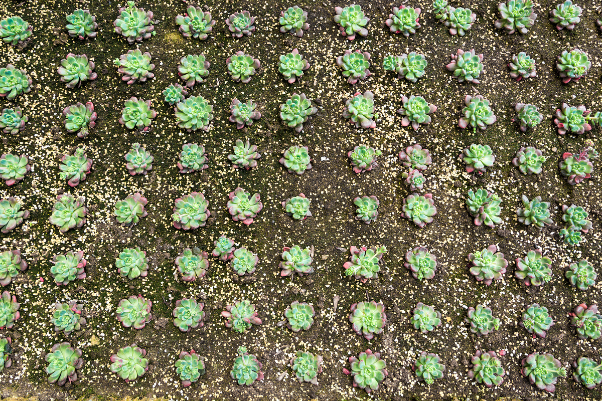 肉質(zhì)植物（主預(yù)覽-3567620） - 未分類 - 站酷設(shè)計師evening_tao原創(chuàng)素材 - 站酷ZCOOL