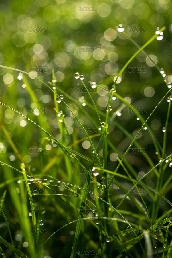 绿色叶子上的露水水珠逆光（主预览-11427734） - 未分类 - 站酷设计师周兴远原创素材 - 站酷ZCOOL