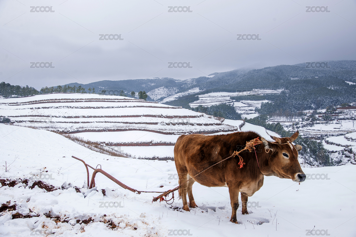 云南東川紅土地雪原中的農(nóng)民在耕地（主預(yù)覽-6235489） - 未分類 - 站酷設(shè)計(jì)師小聊紳士原創(chuàng)素材 - 站酷ZCOOL
