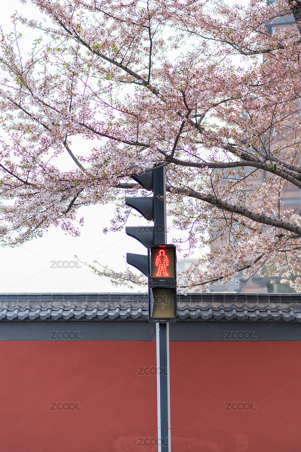 紅綠燈路口的櫻花（主預(yù)覽-4799790） - 未分類 - 站酷設(shè)計師楊童童123原創(chuàng)素材 - 站酷ZCOOL