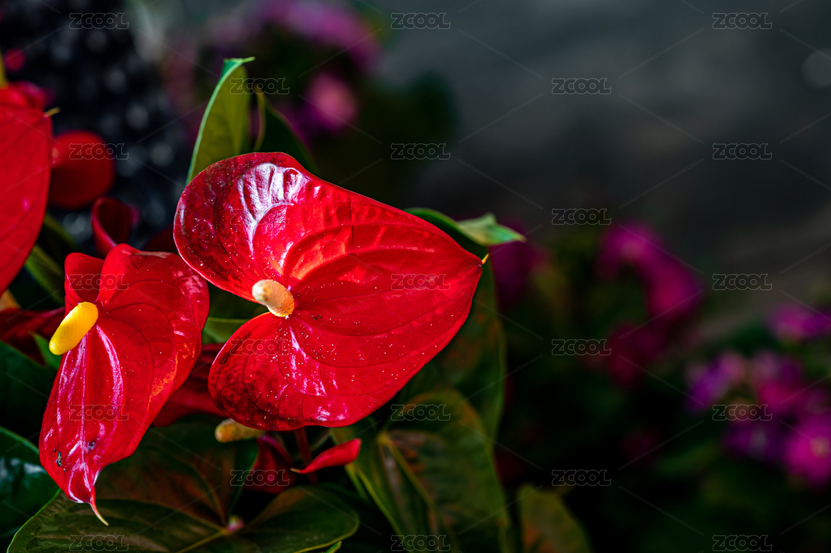 紅色的花燭花（主預(yù)覽-6989082） - 未分類 - 站酷設(shè)計(jì)師XW611028原創(chuàng)素材 - 站酷ZCOOL