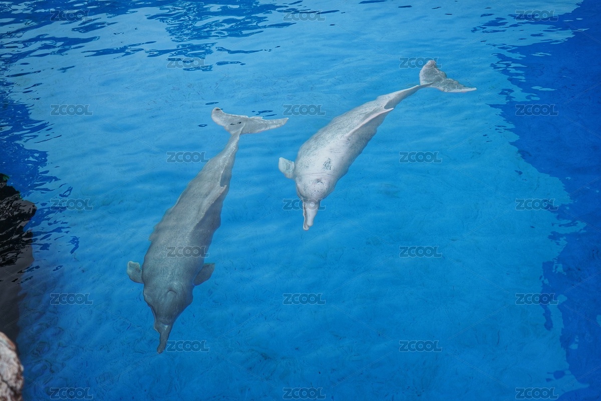 廣州珠海長(zhǎng)隆海洋王國(guó)海豚表演（主預(yù)覽-5085678） - 未分類 - 站酷設(shè)計(jì)師colins123原創(chuàng)素材 - 站酷ZCOOL