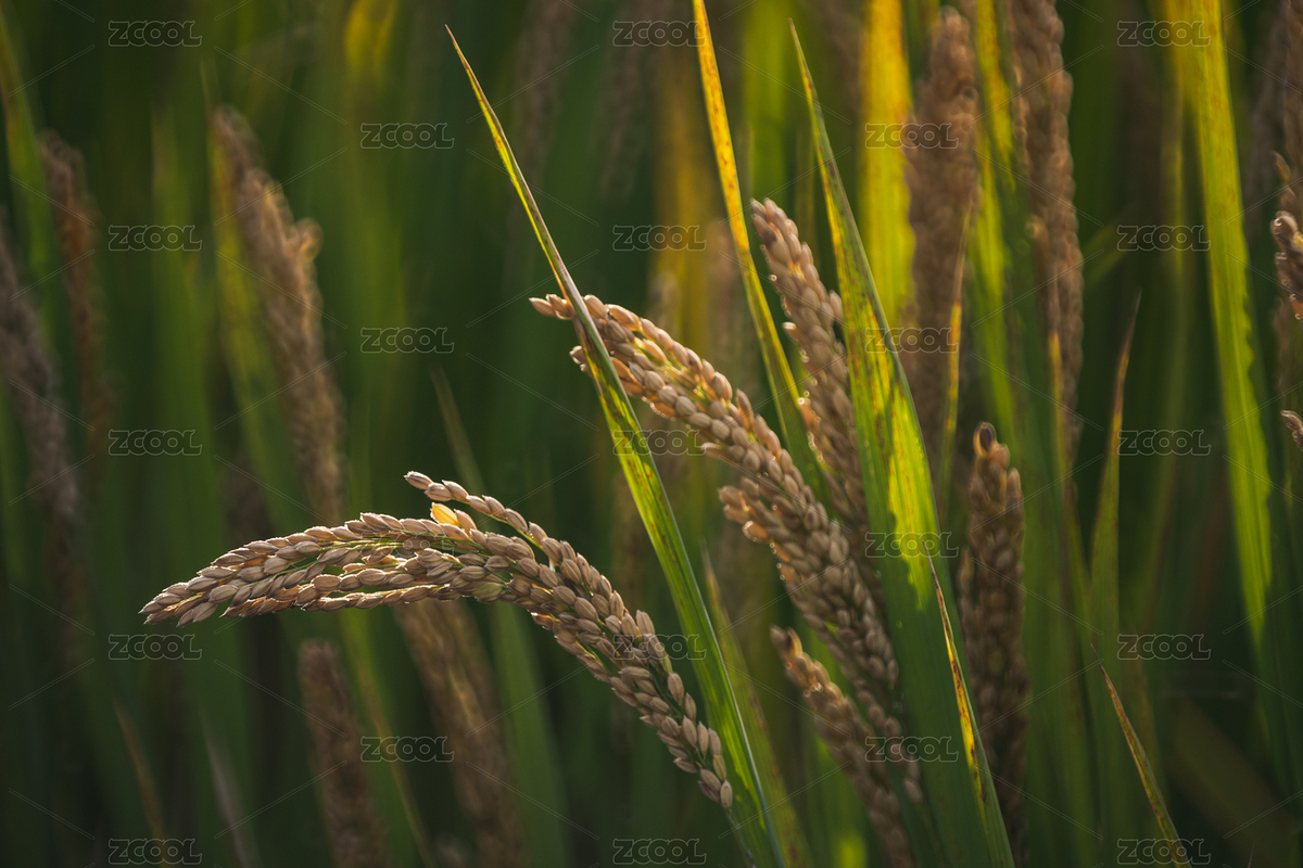 秋收稻田特寫(xiě)照片（主預(yù)覽-12277837） - 未分類 - 站酷設(shè)計(jì)師MarcoZhang原創(chuàng)素材 - 站酷ZCOOL