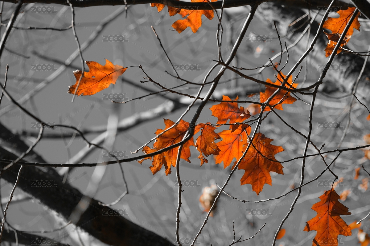 楓葉（主預(yù)覽-2056422） - 未分類(lèi) - 站酷設(shè)計(jì)師馬大本事原創(chuàng)素材 - 站酷ZCOOL