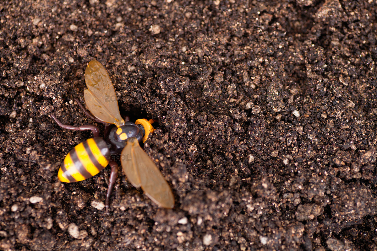 冬眠后蘇醒的大黃蜂（主預(yù)覽-7767780） - 未分類 - 站酷設(shè)計(jì)師小羽怪原創(chuàng)素材 - 站酷ZCOOL