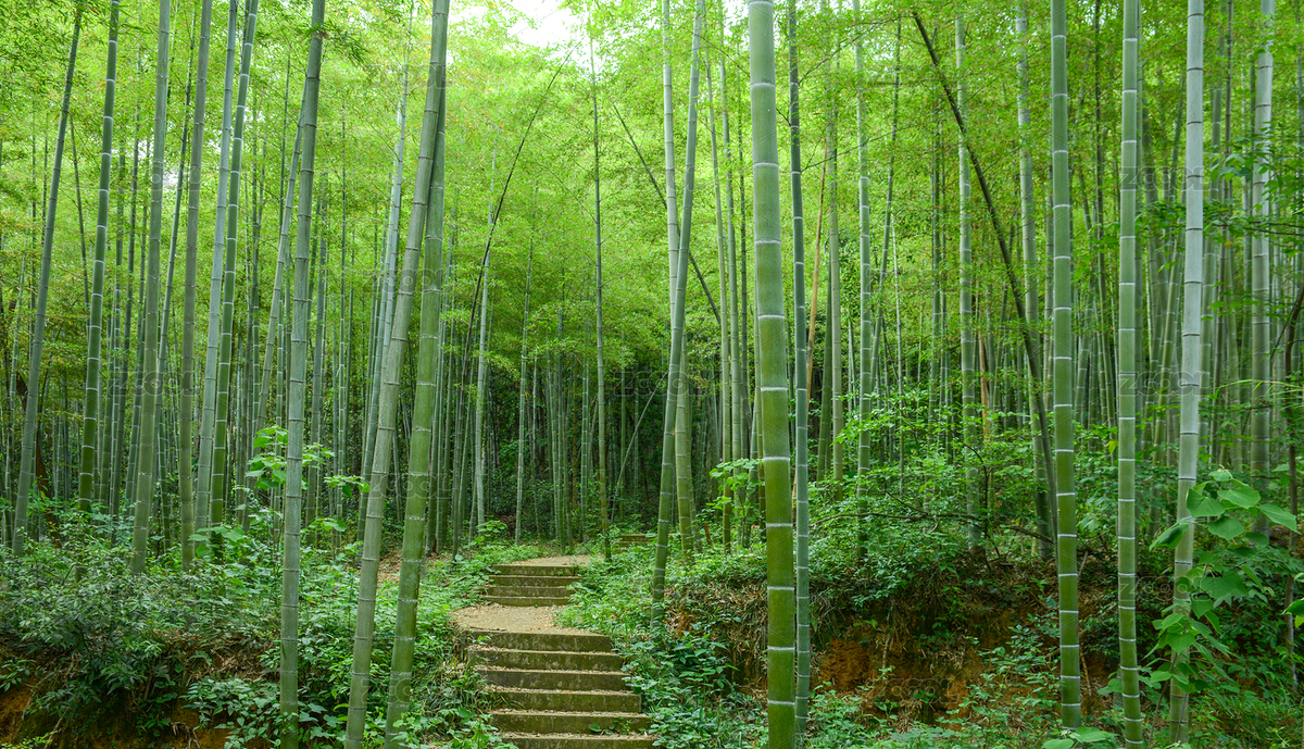 綠竹林竹海（主預覽-8824532） - 未分類 - 站酷設(shè)計師冷雪攝影工作室原創(chuàng)素材 - 站酷ZCOOL