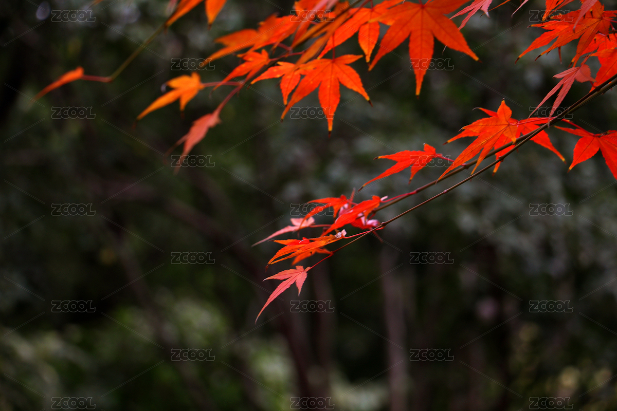 朦朧背景前鮮艷透亮的紅楓（主預覽-12690965） - 未分類 - 站酷設計師0ZWbs5h10R原創(chuàng)素材 - 站酷ZCOOL