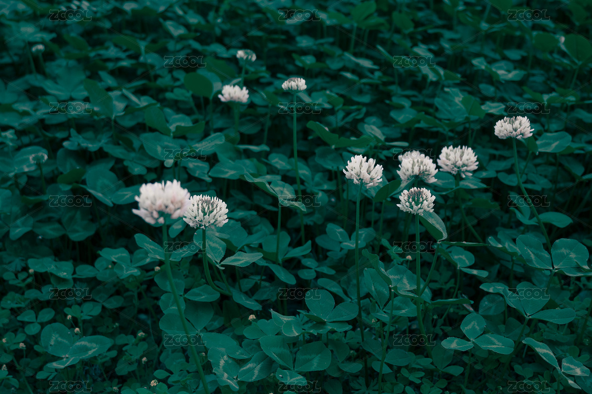 幸运草花（主预览-1721492） - 未分类 - 站酷设计师千重峰原创素材 - 站酷ZCOOL