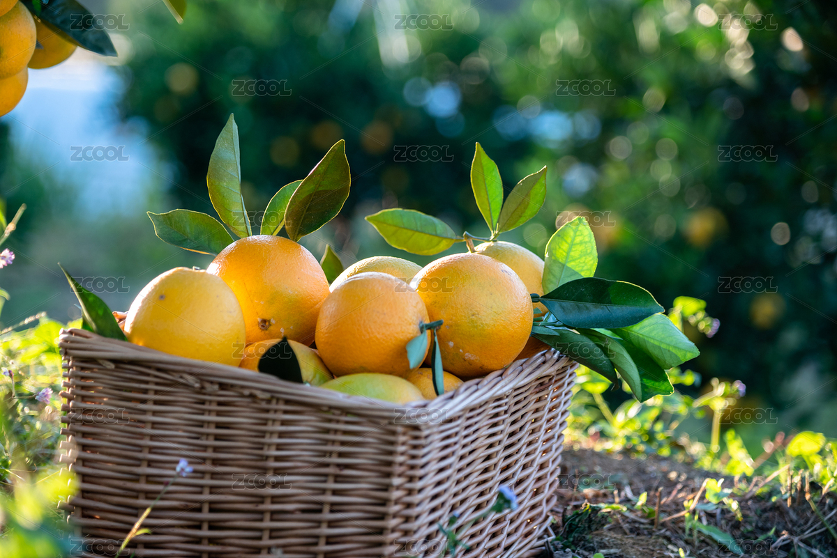 果園里成熟的橙（主預覽-4803229） - 未分類 - 站酷設計師ZRG魷魚原創(chuàng)素材 - 站酷ZCOOL