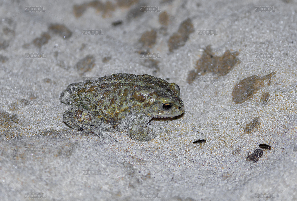 蟾蜍（主預(yù)覽-2917386） - 未分類 - 站酷設(shè)計師贊贊尼原創(chuàng)素材 - 站酷ZCOOL