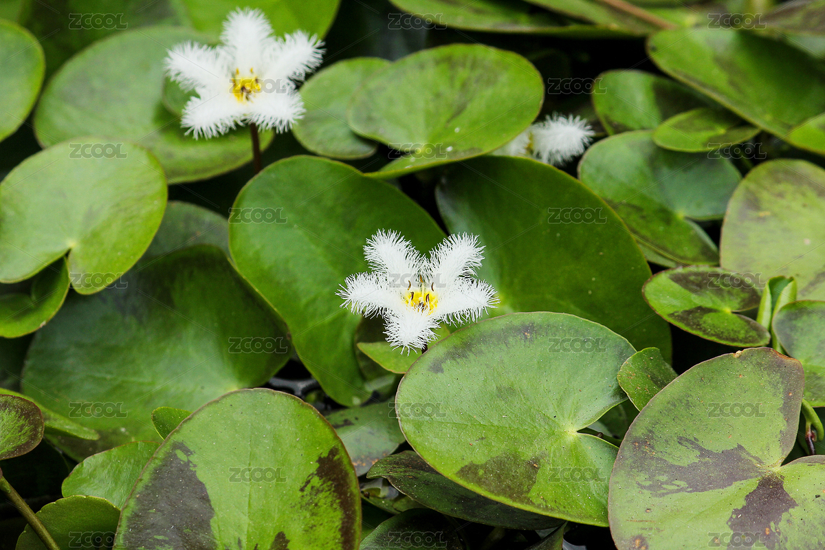 夏天水塘里的金銀蓮花（主預(yù)覽-3810887） - 未分類(lèi) - 站酷設(shè)計(jì)師WUWUDEFENSI原創(chuàng)素材 - 站酷ZCOOL