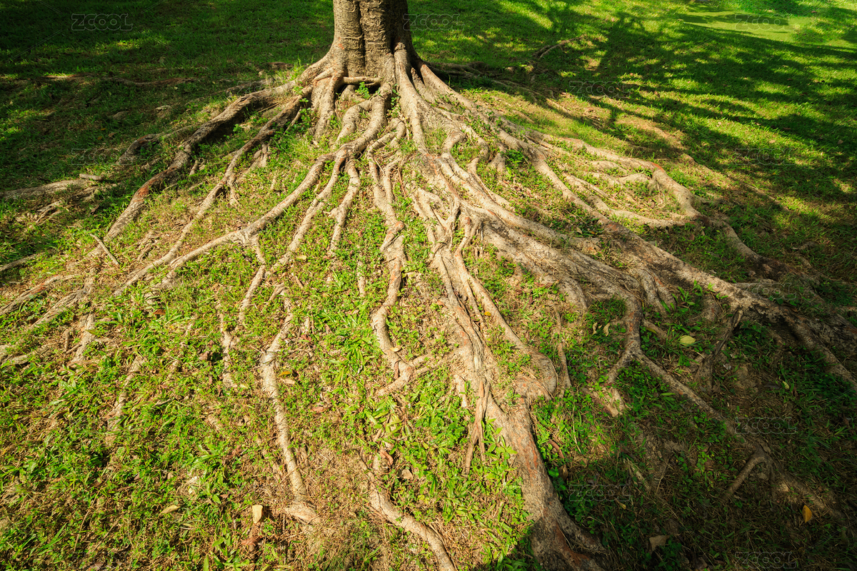 地上發(fā)達(dá)的樹(shù)根（主預(yù)覽-6811790） - 未分類 - 站酷設(shè)計(jì)師Gang29_F原創(chuàng)素材 - 站酷ZCOOL