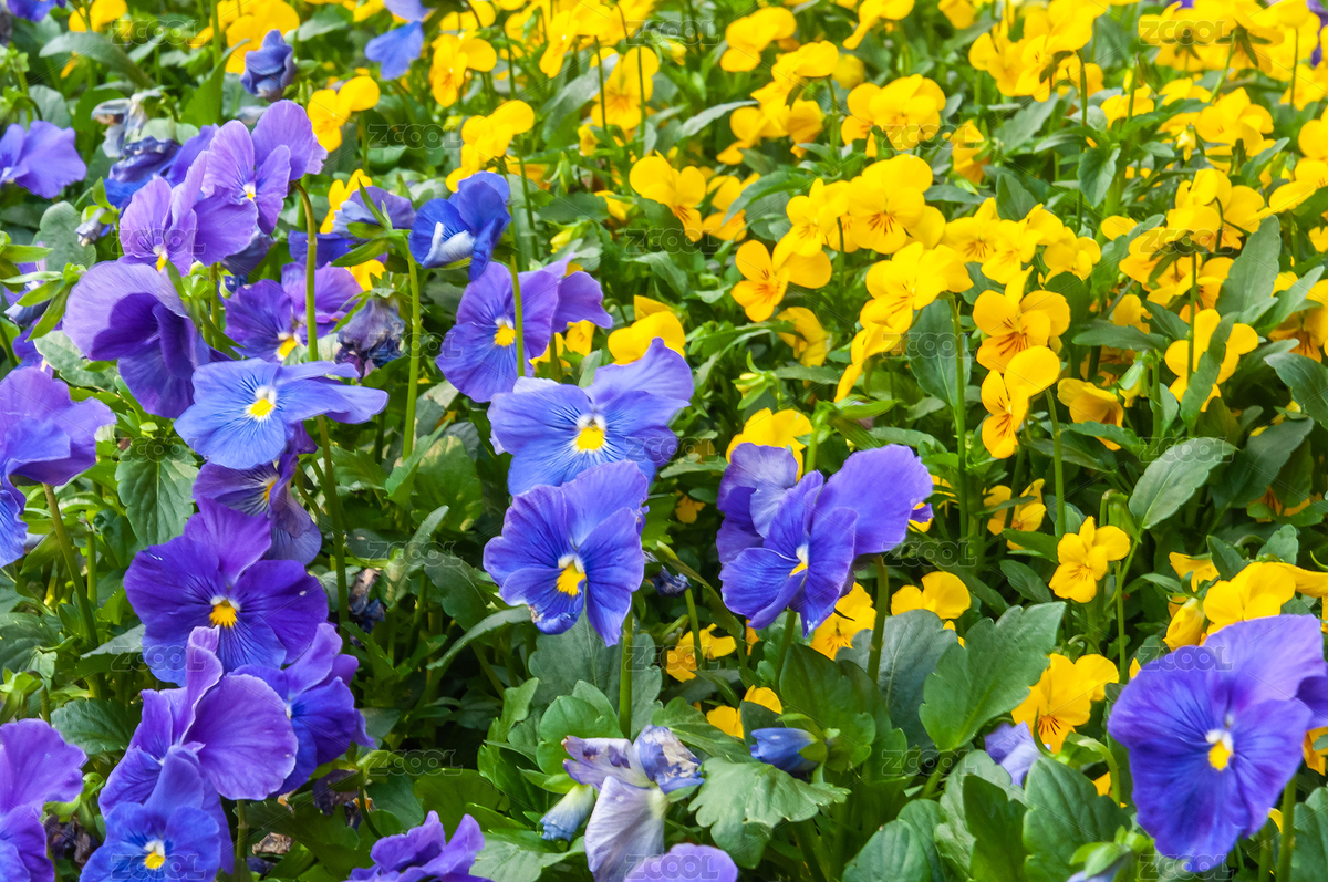 三色堇角堇貓臉花竹節(jié)梅蝴蝶花（主預(yù)覽-3728708） - 未分類 - 站酷設(shè)計(jì)師初睛原創(chuàng)素材 - 站酷ZCOOL