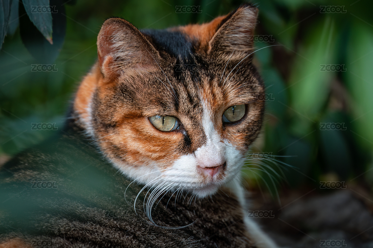 綠葉掩映下的一只三花貓?zhí)貙懀ㄖ黝A覽-11048189） - 未分類 - 站酷設計師瓶子里的酒原創(chuàng)素材 - 站酷ZCOOL