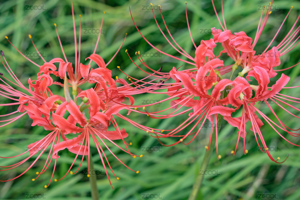 兩朵石蒜花近景（主預(yù)覽-3769342） - 未分類 - 站酷設(shè)計(jì)師BrokenArcs原創(chuàng)素材 - 站酷ZCOOL