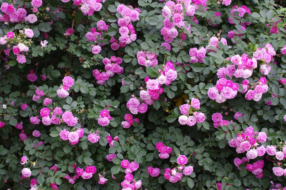 美丽的蔷薇花墙（主预览-8954261） - 未分类 - 站酷设计师DonnyLau原创素材 - 站酷ZCOOL