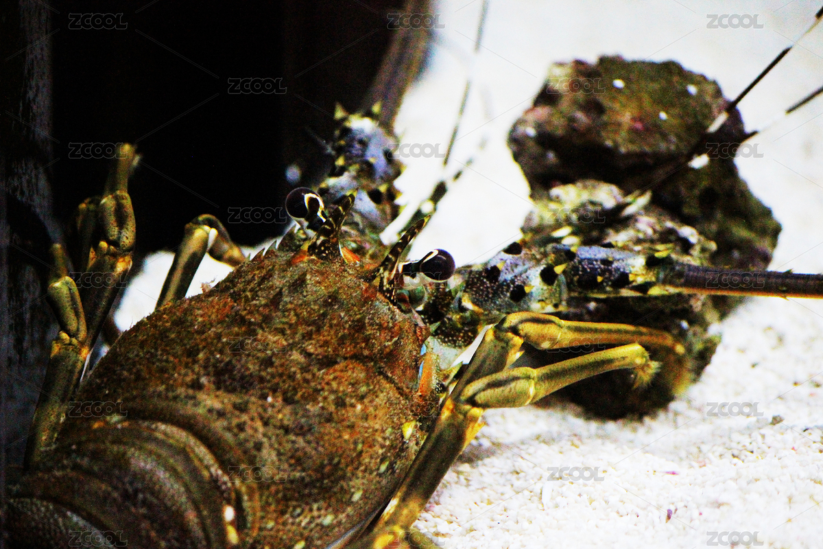 水里的一只海鮮大龍蝦（主預覽-653269） - 未分類 - 站酷設計師WUWUDEFENSI原創(chuàng)素材 - 站酷ZCOOL