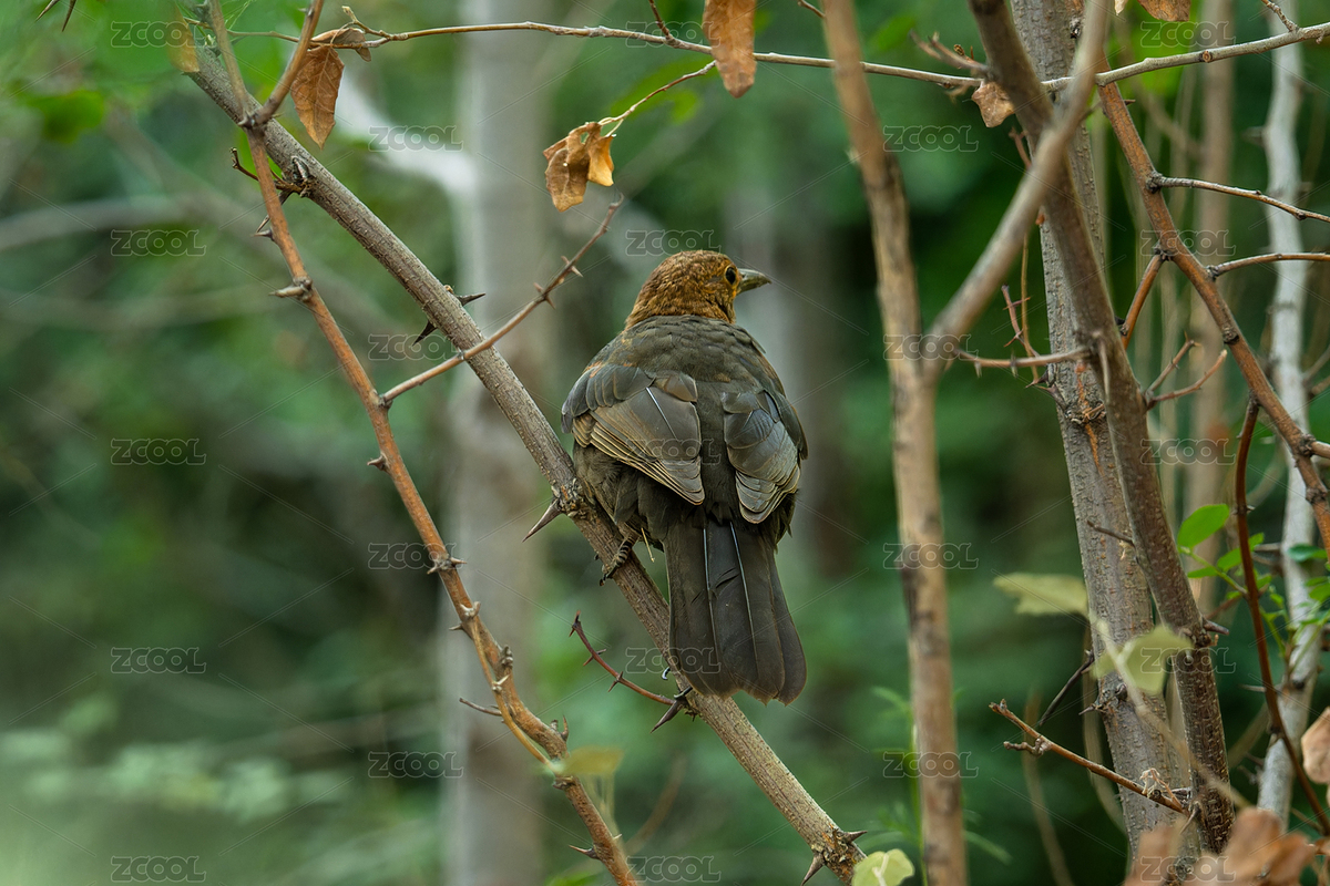 烏鶇鳥攝影圖（主預(yù)覽-2156038） - 未分類 - 站酷設(shè)計(jì)師快門俠yang原創(chuàng)素材 - 站酷ZCOOL
