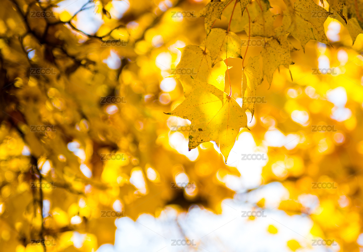 秋季風(fēng)光（主預(yù)覽-7851712） - 未分類(lèi) - 站酷設(shè)計(jì)師zjcj1989原創(chuàng)素材 - 站酷ZCOOL