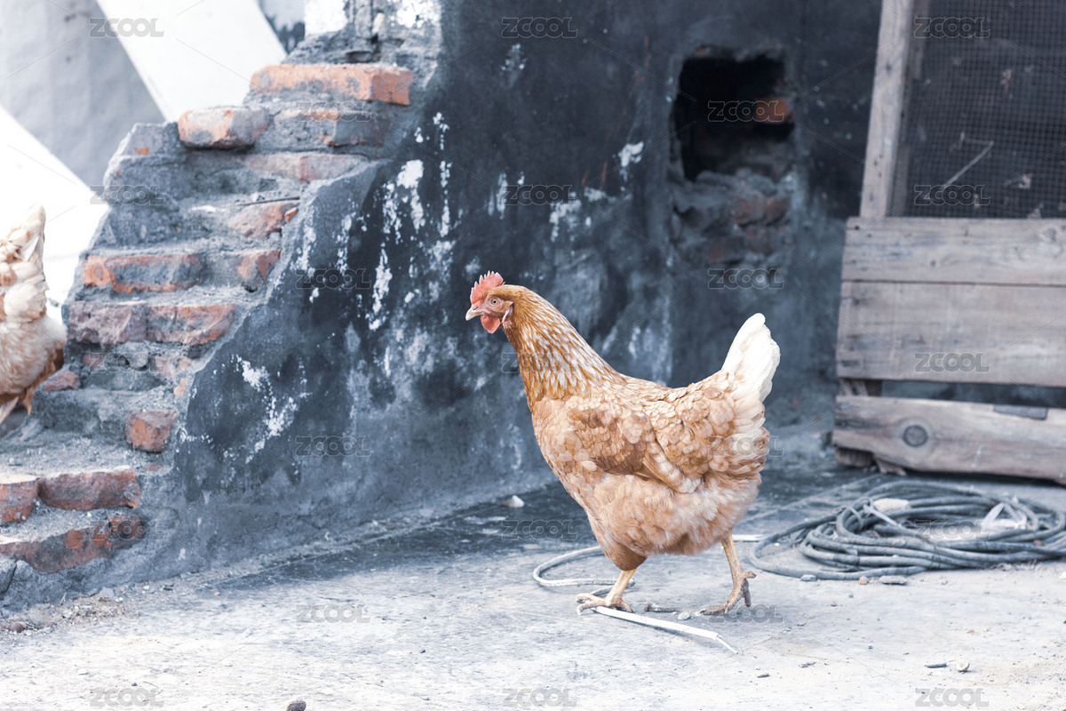 散养母鸡在农村田间找吃的（主预览-7661739） - 未分类 - 站酷设计师王夋夋原创素材 - 站酷ZCOOL