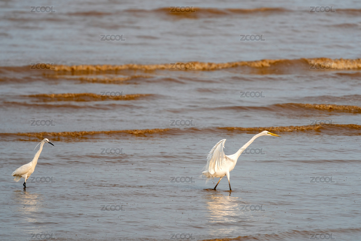一只大白鷺鳥(niǎo)游蕩駐守在淺水沼澤上尋覓食物（主預(yù)覽-6382568） - 未分類(lèi) - 站酷設(shè)計(jì)師sunny0756原創(chuàng)素材 - 站酷ZCOOL
