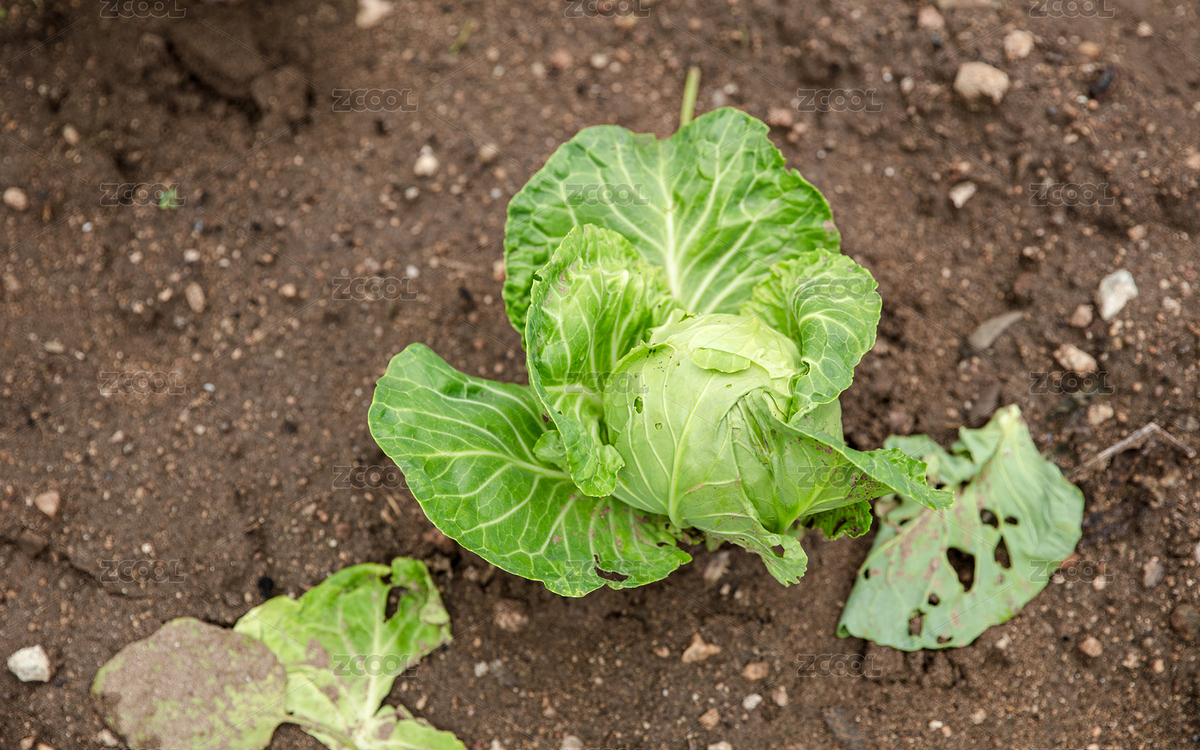 還未長大的包菜苗（主預(yù)覽-11533141） - 未分類 - 站酷設(shè)計師小羽怪原創(chuàng)素材 - 站酷ZCOOL