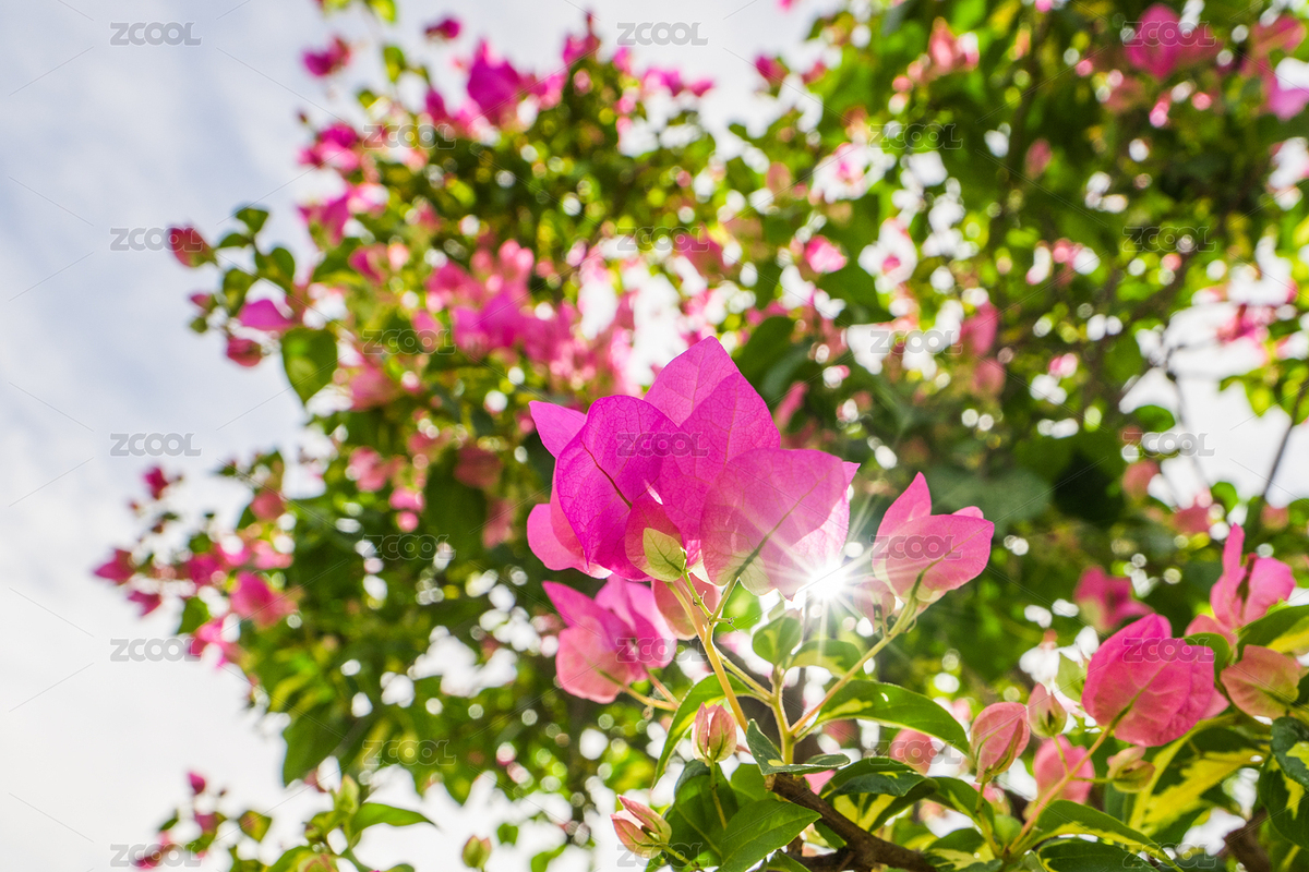 逆光耀阳阳光下的粉红色三角梅（主预览-6158160） - 未分类 - 站酷设计师catdora原创素材 - 站酷ZCOOL