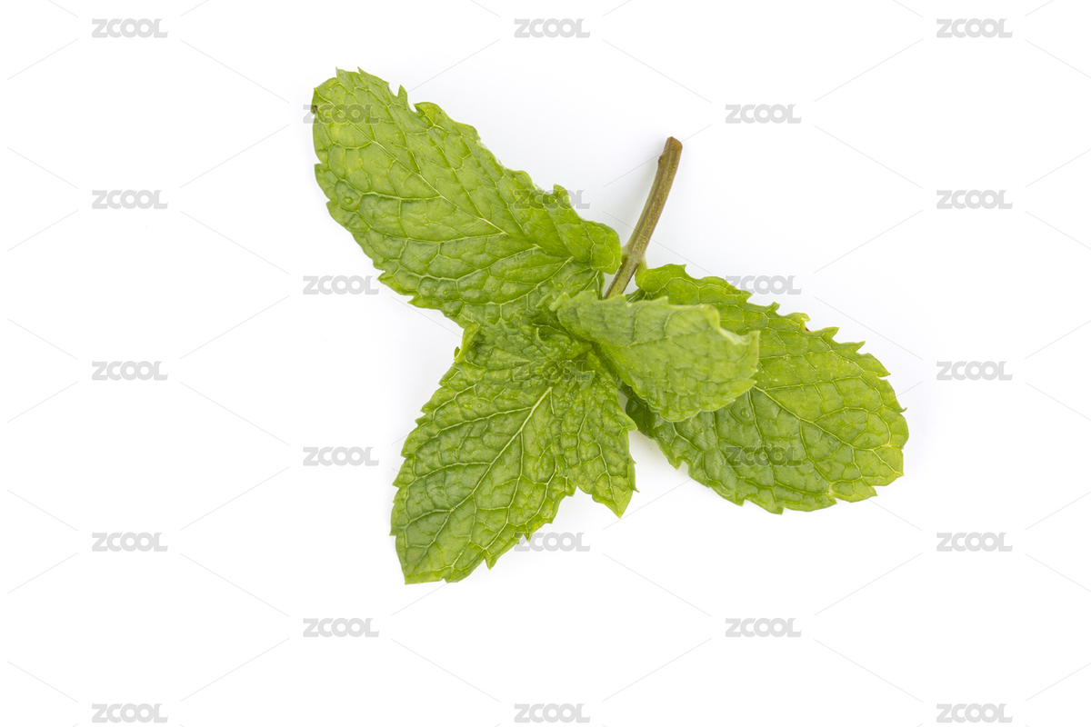 薄荷葉（主預(yù)覽-2065930） - 未分類 - 站酷設(shè)計師ddukang原創(chuàng)素材 - 站酷ZCOOL