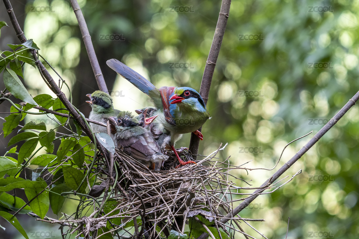 印支綠鵲哺育雛鳥過程記錄（主預覽-6318288） - 未分類 - 站酷設計師sunny0756原創(chuàng)素材 - 站酷ZCOOL
