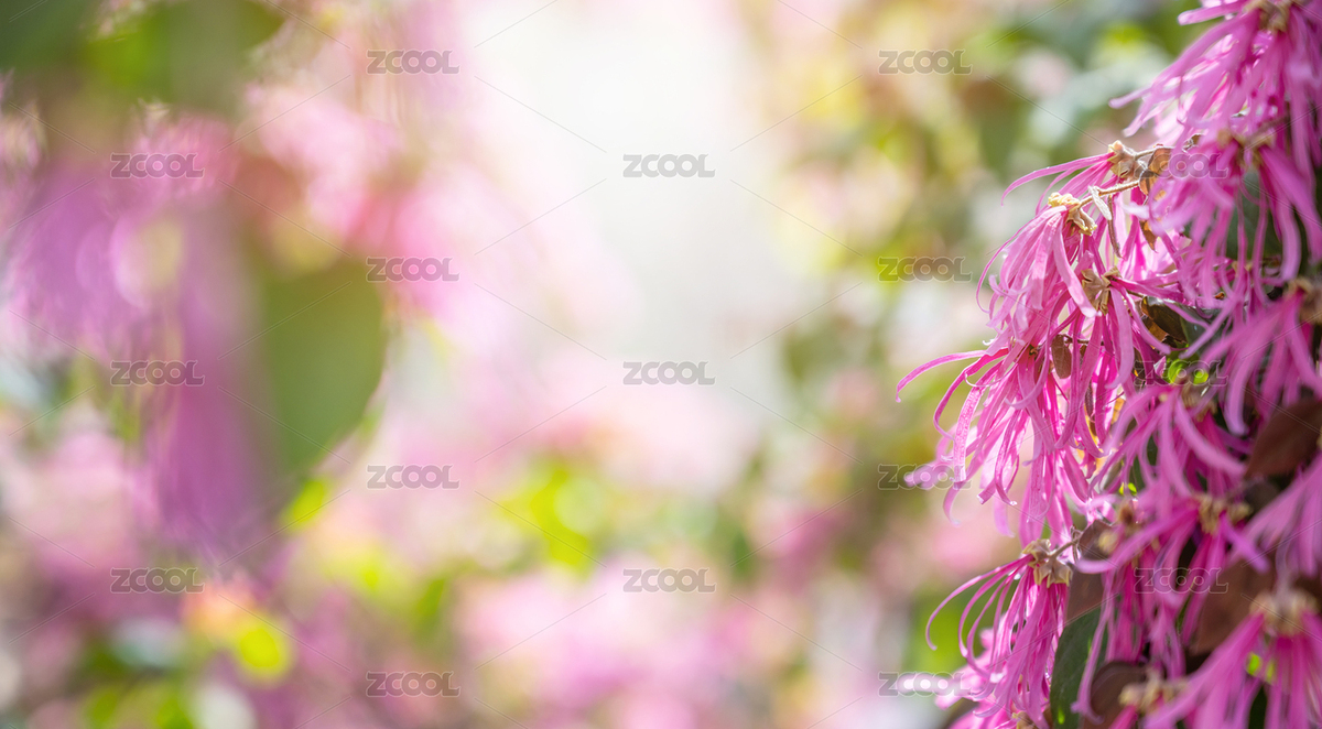 春天盛開的紅花檵木（主預(yù)覽-6762219） - 未分類 - 站酷設(shè)計(jì)師風(fēng)暴麗麗原創(chuàng)素材 - 站酷ZCOOL