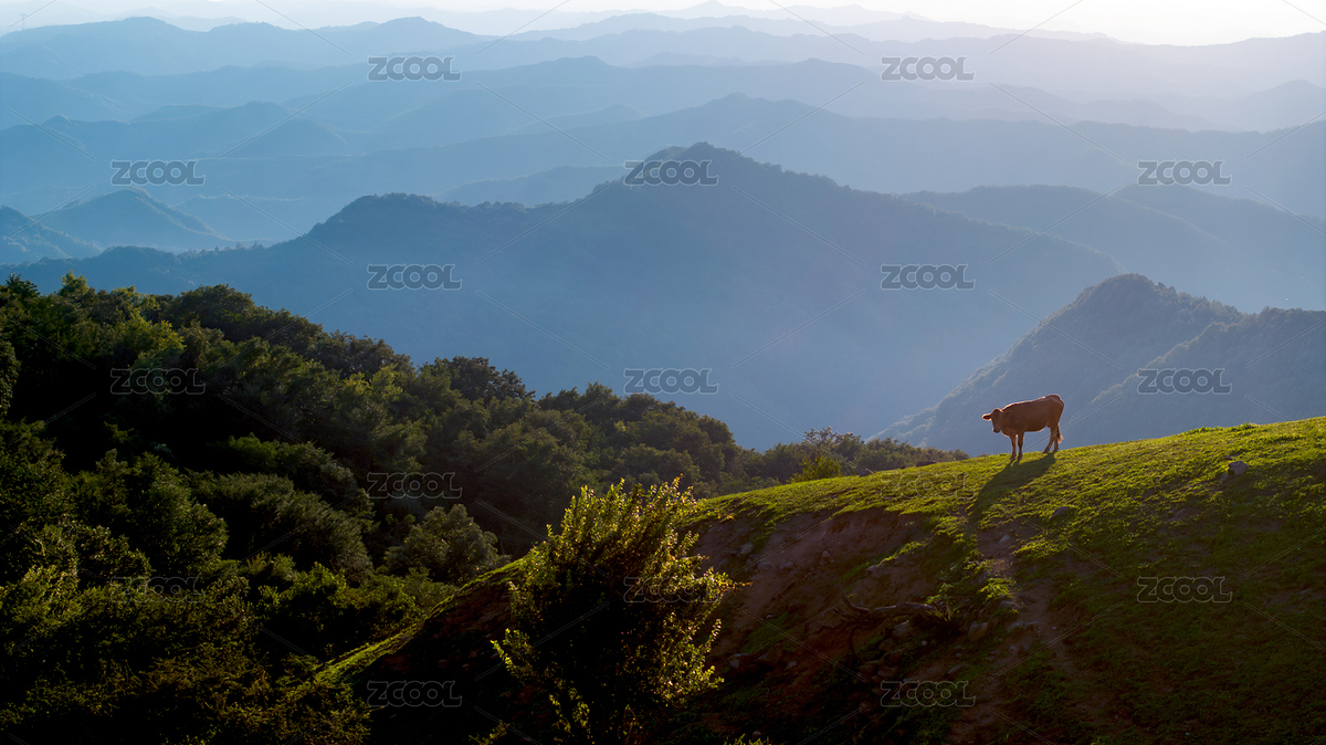 高山草甸牛吃草航拍（主預(yù)覽-11051090） - 未分類 - 站酷設(shè)計(jì)師哈哈80808原創(chuàng)素材 - 站酷ZCOOL