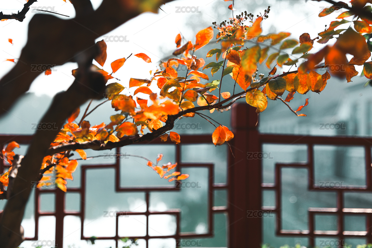 秋葉（主預(yù)覽-1644421） - 未分類 - 站酷設(shè)計(jì)師劉紅藝術(shù)原創(chuàng)素材 - 站酷ZCOOL