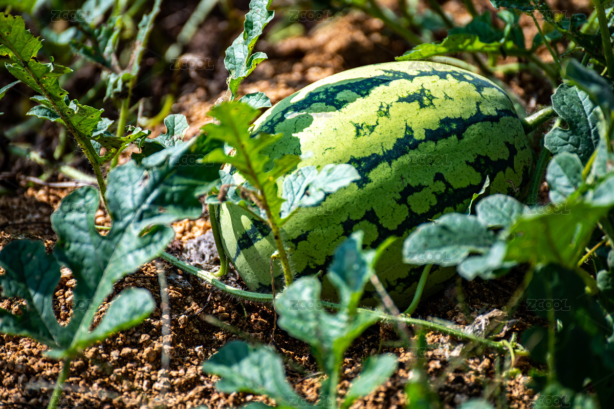 乡村田园家园秋收自然景观（主预览-9079718） - 未分类 - 站酷设计师DreamCont原创素材 - 站酷ZCOOL