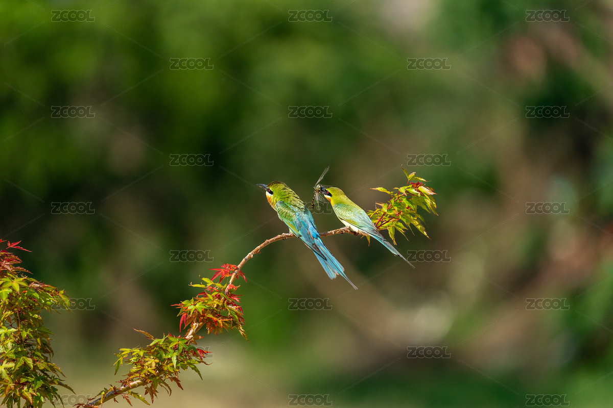 栗喉蜂虎鳥在枝頭棲息捕食昆蟲的精彩瞬間（主預(yù)覽-10470500） - 未分類 - 站酷設(shè)計(jì)師sunny0756原創(chuàng)素材 - 站酷ZCOOL
