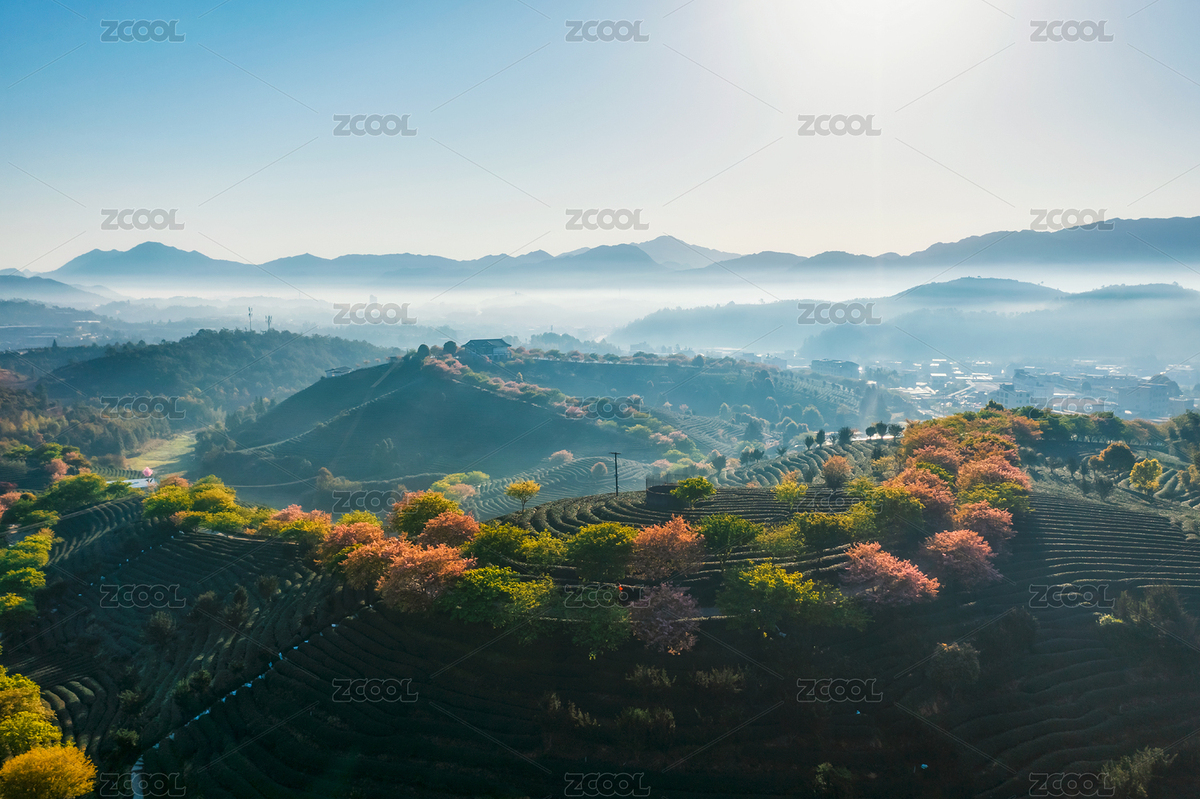 福建龍巖漳平市永福鎮(zhèn)臺品櫻花茶園春季航拍（主預(yù)覽-5255205） - 未分類 - 站酷設(shè)計師jxxnet原創(chuàng)素材 - 站酷ZCOOL
