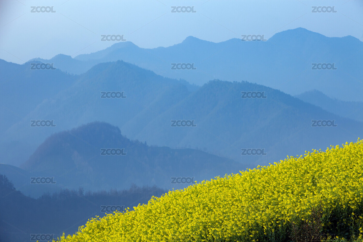 油菜花（主預(yù)覽-7985027） - 未分類 - 站酷設(shè)計(jì)師花花野狼原創(chuàng)素材 - 站酷ZCOOL